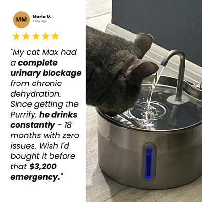 PalPaws™ Stainless Steel Water Fountain