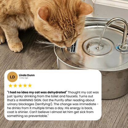 PalPaws™ Stainless Steel Water Fountain